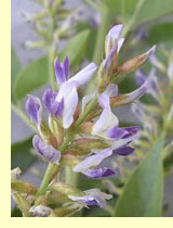 Солодка голая, или гладкая (Glycyrrhiza glabra) Солодка голая, или гладкая (Glycyrrhiza glabra)